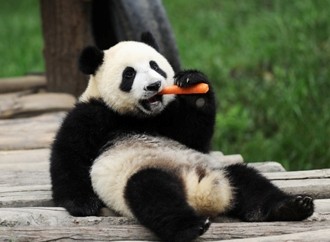 Pure View  Giant Panda & Leshan Buddha Group Tour from Chengdu