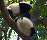 Lazy Pandas in a Tree