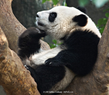 Panda scratching