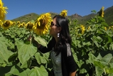 Keep your face to the sunshine and you cannot see the shadow. It's what sunflowers do.