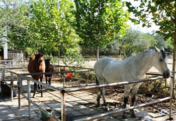  - Beijing Hongye horsemanship Club