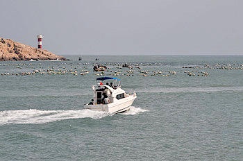 -- - Zhoushan Dongji Fishing Club