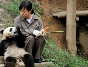 One Day Tour to Huanglongxi Ancient Town & Chengdu Research Base of Giant Panda Breeding