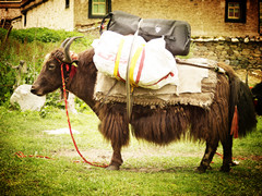 Special Tour in Centre of Tibet by Yak and Horse Back 