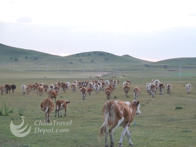 Xilamuren Grassland Day Tour