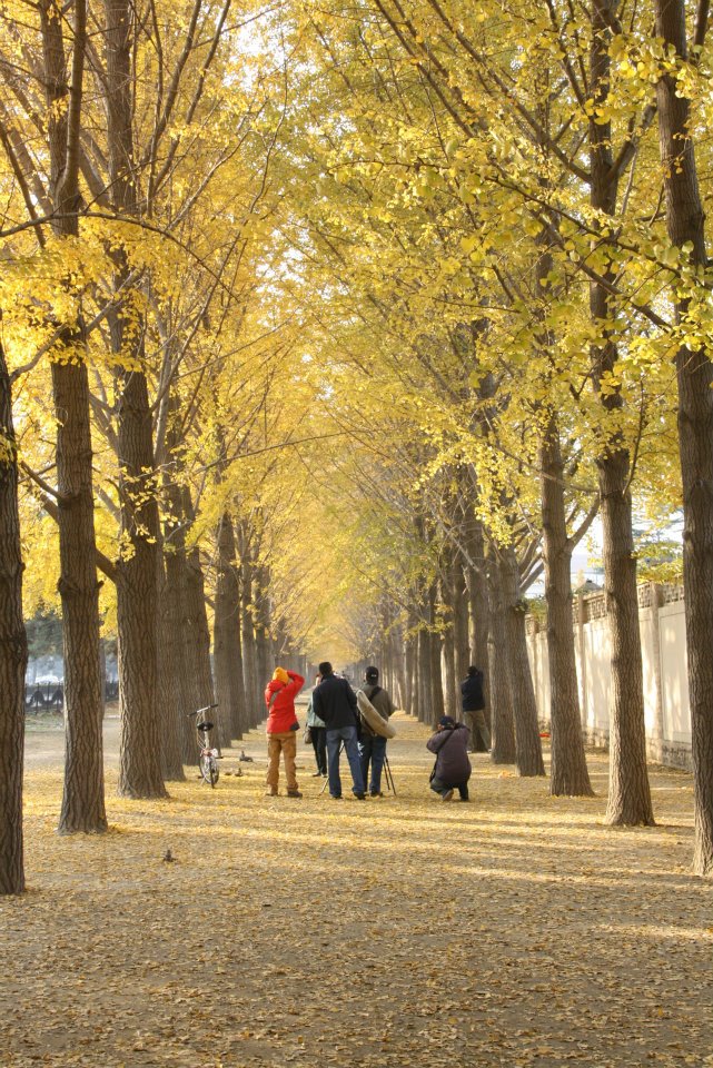 Autumn In Beijing