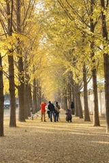 Autumn of Beijing