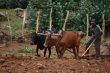 Ploughing in the old fashioned way