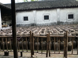 in wuzhen