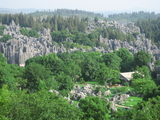 The Stone Forest