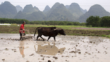 Rice farmer Yangshou