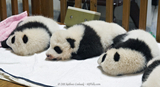 Sleeping baby pandas