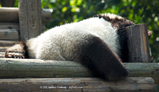 Lazy Panda Bottom