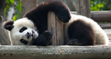 Lazy Panda