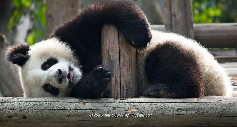 Lazy Panda Chengdu Photos Chinatraveldepot