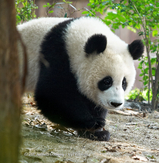 Cute Panda