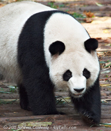 Panda walking