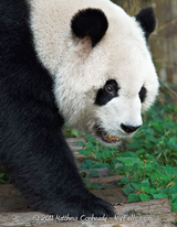 Panda portrait