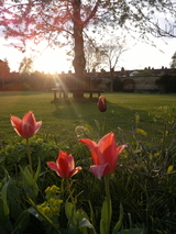 The Green templeton college  at dusk 