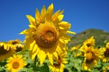 Bright cheerful sunflowers