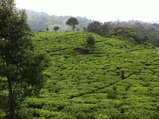 Tea Plantation