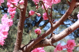 The bees & sakura flowers