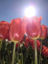 Tulip  Festival 