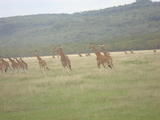 Lake Nakuru National Park in Kenya