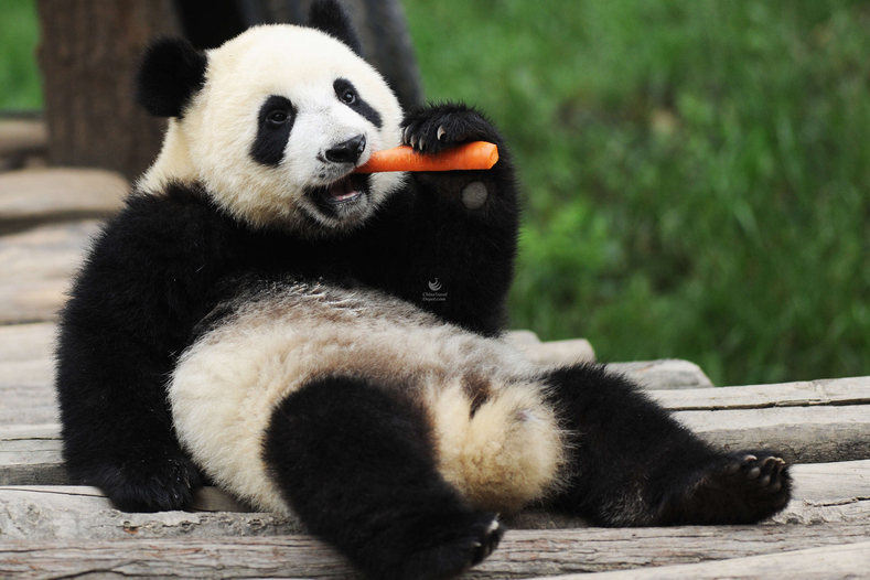 Lovely Panda Chengdu Photos Chinatraveldepot