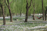 flowery grassland