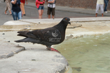 Pigeon