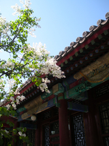 Spring of the Summer Palace