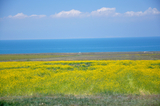 Cole flowers of Qinghai Lake