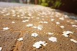 Flowers on the ground——Beijing Olympic Park