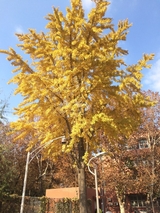 Autumn Ginkgo in BISU