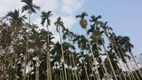 The Palm Forest in Hainan