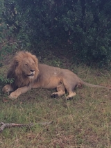 The Lion in Masai Mara savanna