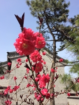 Spring in Peking University