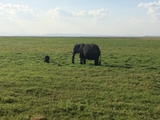 Amboeli National Park