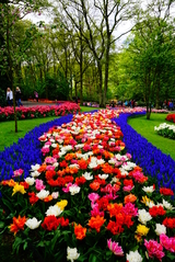 Keukenhof Gardens---Tulip Festival