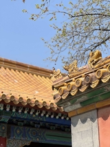 Spring at the Palace Museum 