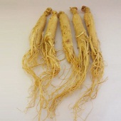 Ginseng