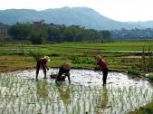 Jieqi agriculture