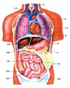 Zang and Fu Organs