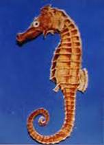 seahorse