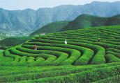 tea field