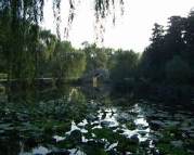 moonlit pond